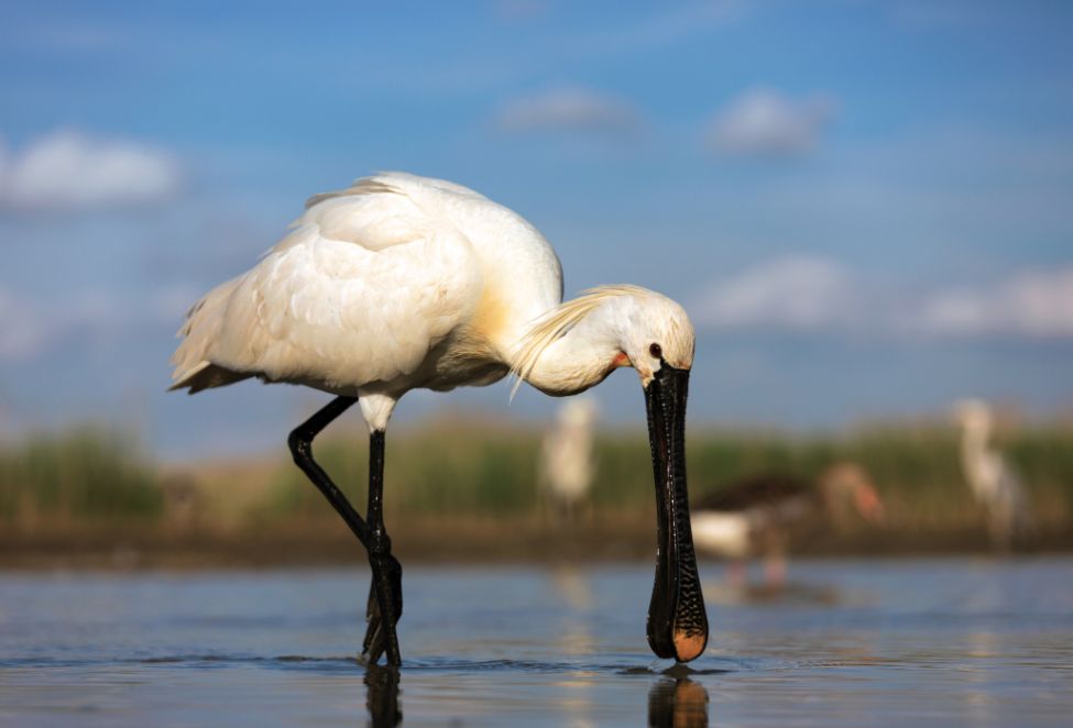 Photo of a Eurasian spoonbill wading in shallow water. Credit: Martin Harvey/Wildscreen exchange