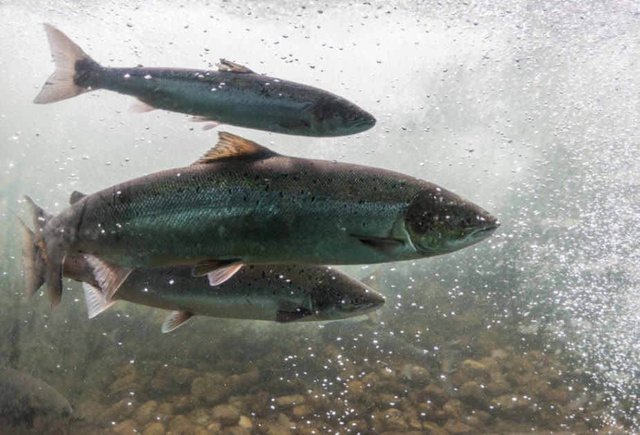 Underwater photo of three Atlantic salmon swimming against the current of a river. Credit: Jakub Rutkiewicz / Shutterstock