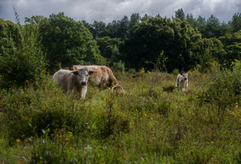 Photo of three longhorn cows grazing at Knepp Estate. Photo credit: Knepp Wildland. 