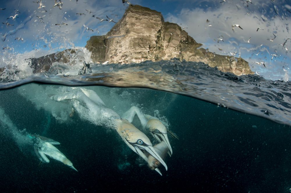 Gannets underwater. Image credits: Richard Shucksmith / SCOTLAND: The Big Picture