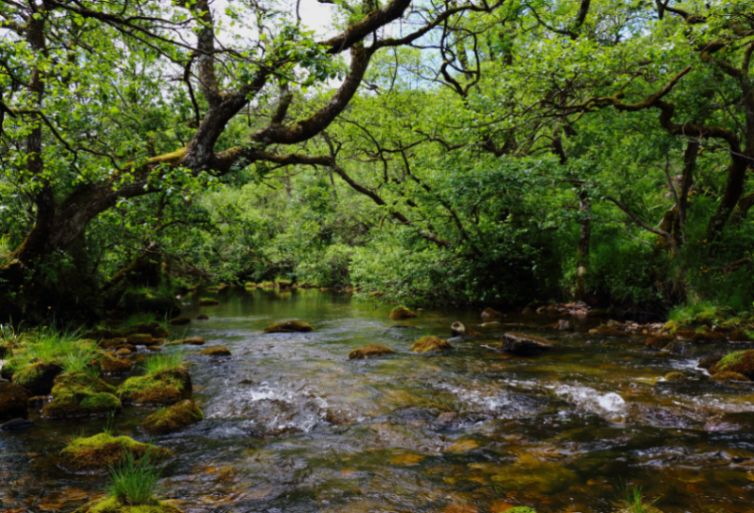 Photo of a river with lots of trees on the banks. Photo credit: Martin Wright