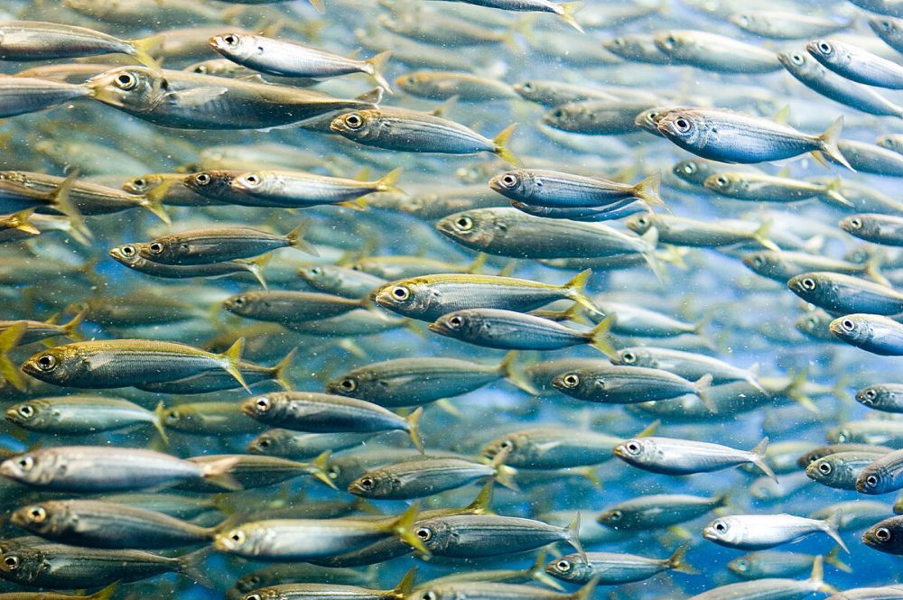 Fisheries Research Overestimates Fish Stocks