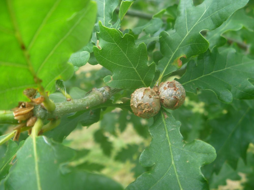 Close up of galls on an oak tree. Oak Marbles or Oak Apples? 