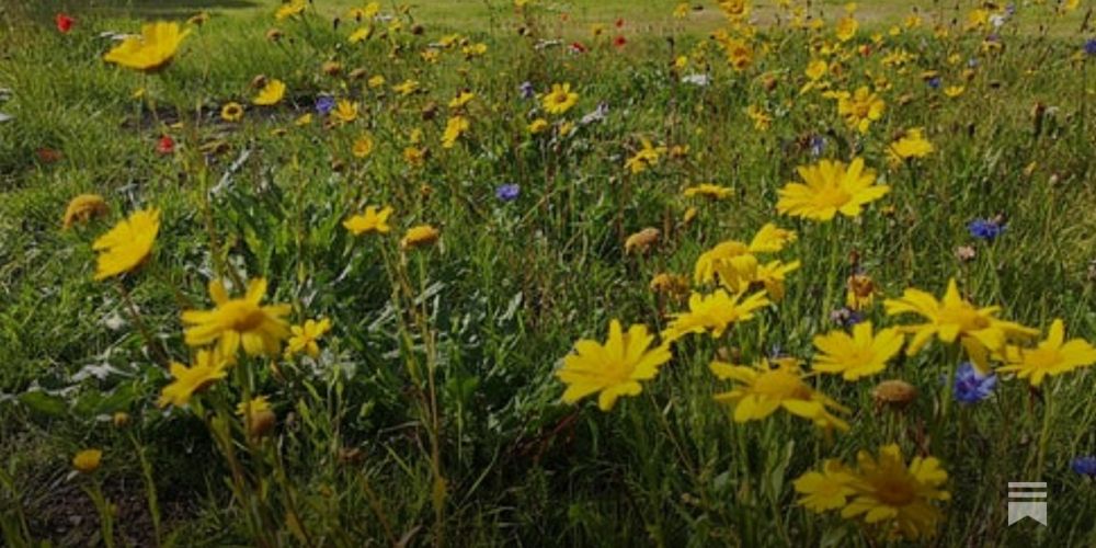 We need your help to count! The Highland 2024 Big Pollinator Count...