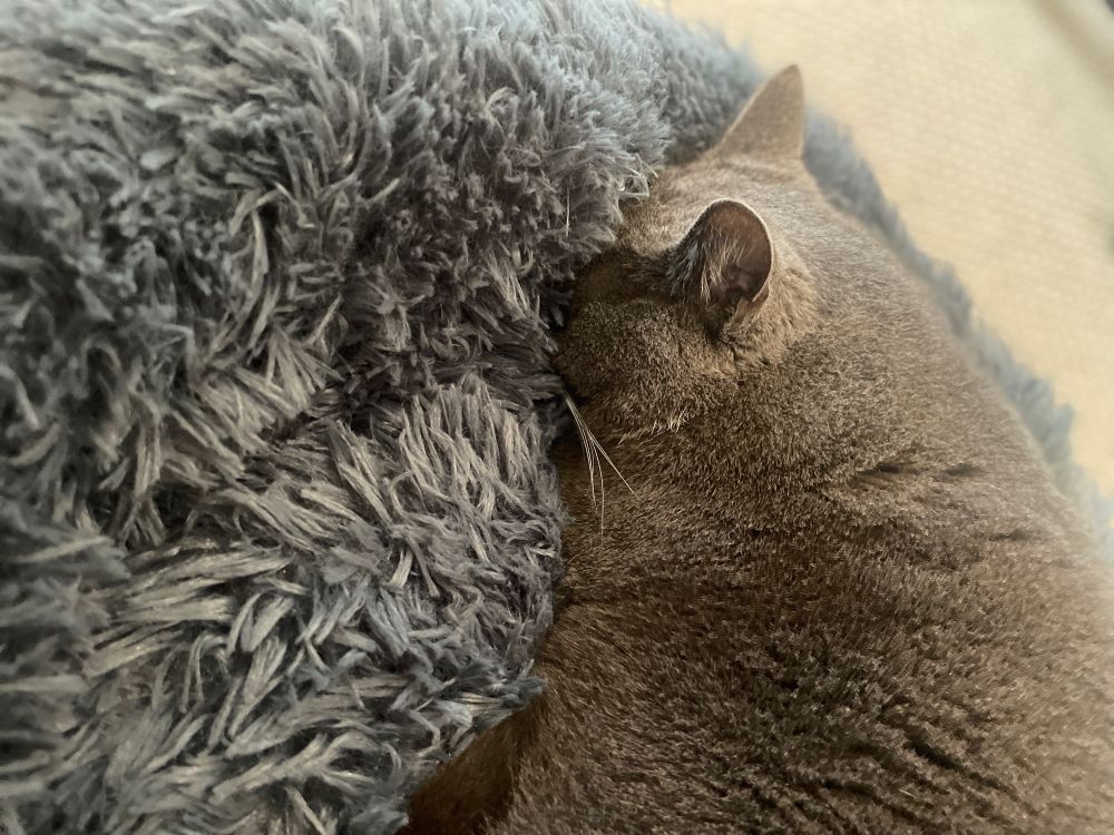 A close up of Douglas’s head, ears erect, his nose and eyes concealed as they are smooshed into the fluffy pile of the cat bed.