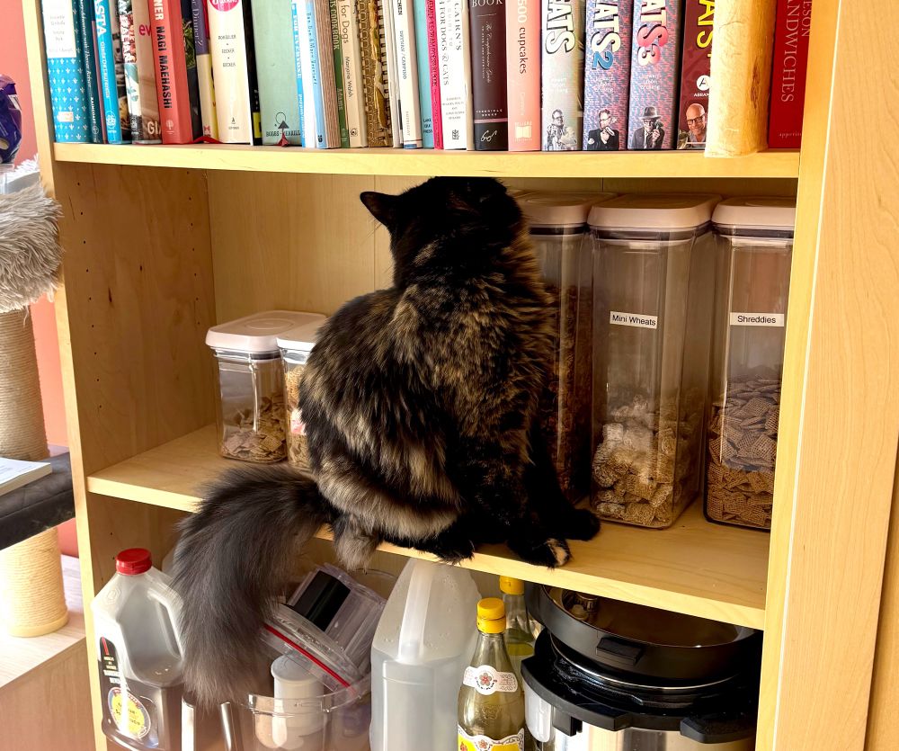 Black and gold tortoiseshell cat investigating a row of cereal containers, on a shelf. 