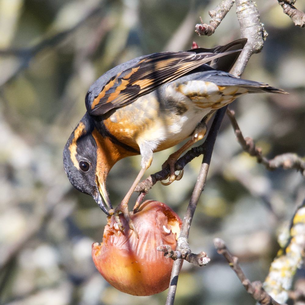 A varied thrush eating an apple