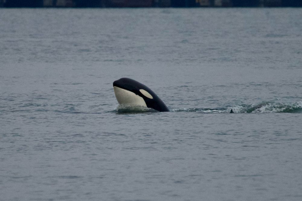 A killer whale spyhopping 