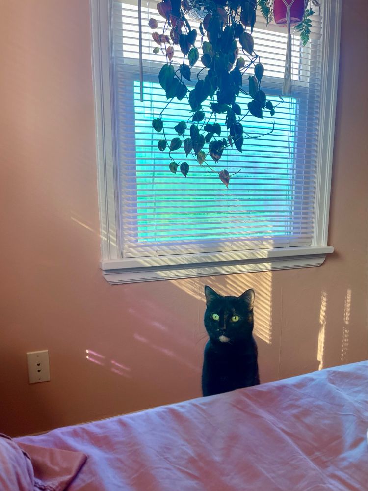 A tortoiseshell cat in a sunny pastel colored room