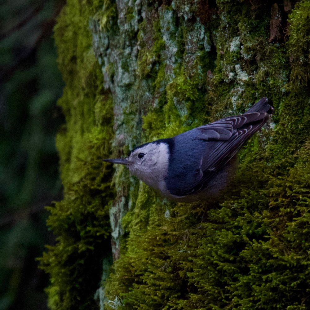 A white-breasted nuthatch on a mossy tree