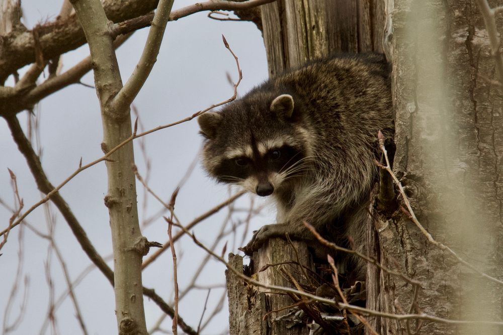 A raccoon crawling out of a hole in a tree