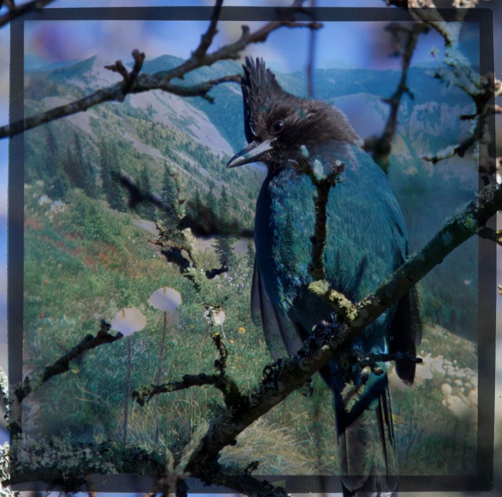 A Steller’s jay double exposed over a mountain covered in wildflowers 