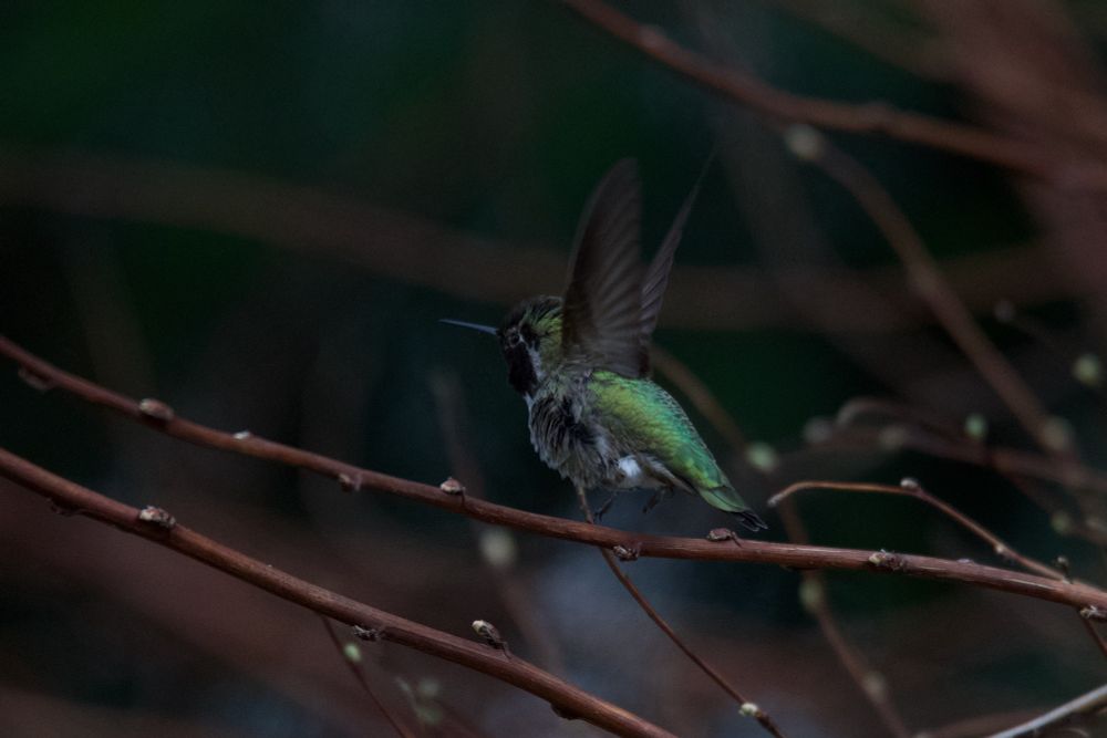 Anna’s hummingbird taking off in flight 
