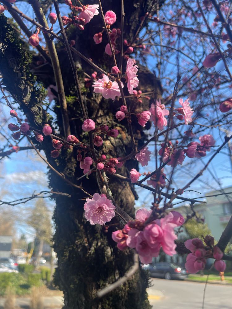 Cherry blossoms blooming with a blue sky in the background