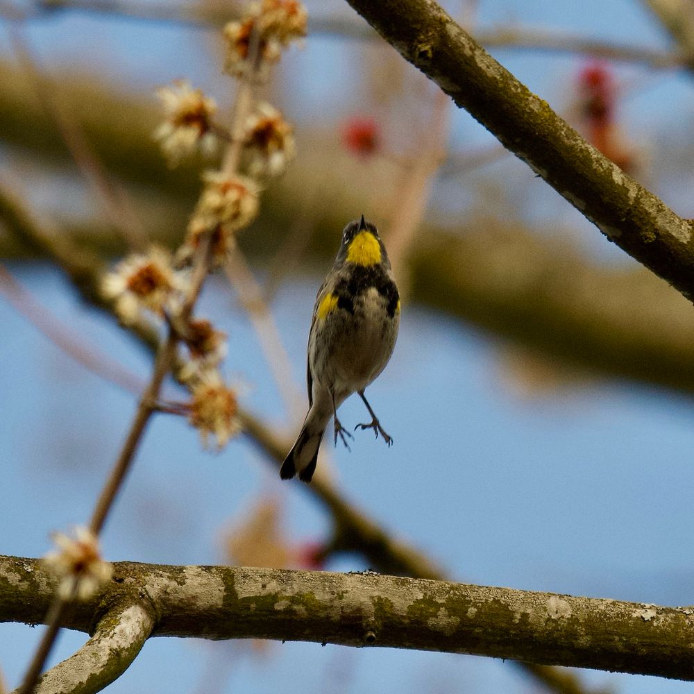 A yellow-rumped warbler takes off in flight amongst early budding branches 