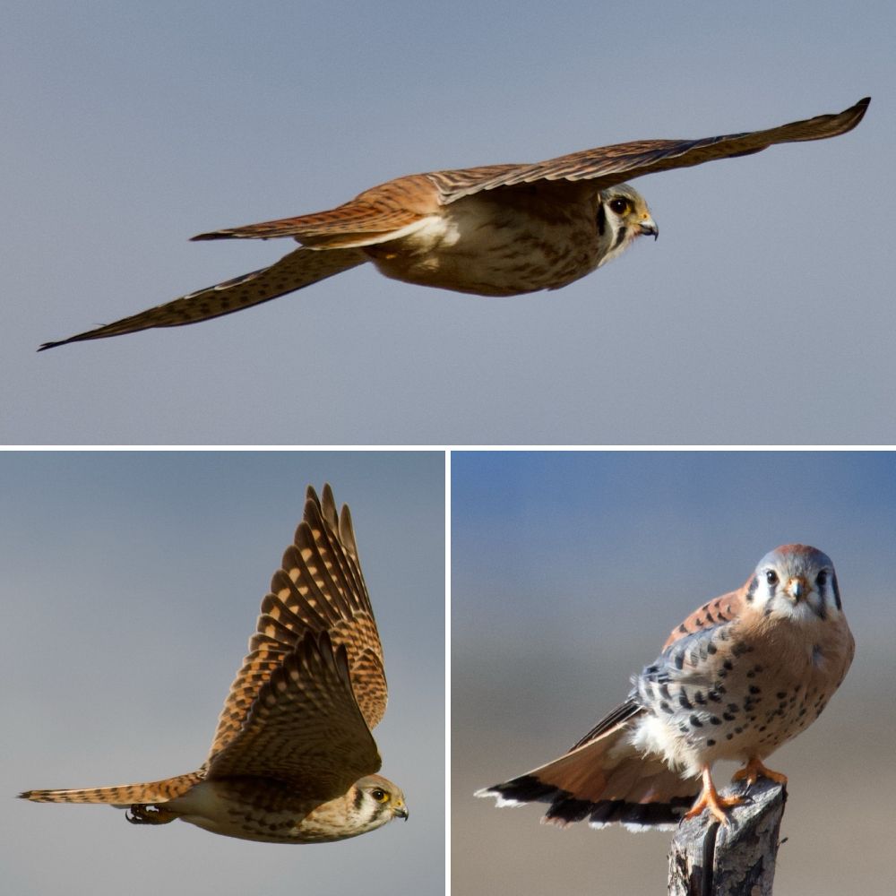 A triptych of American kestrels 