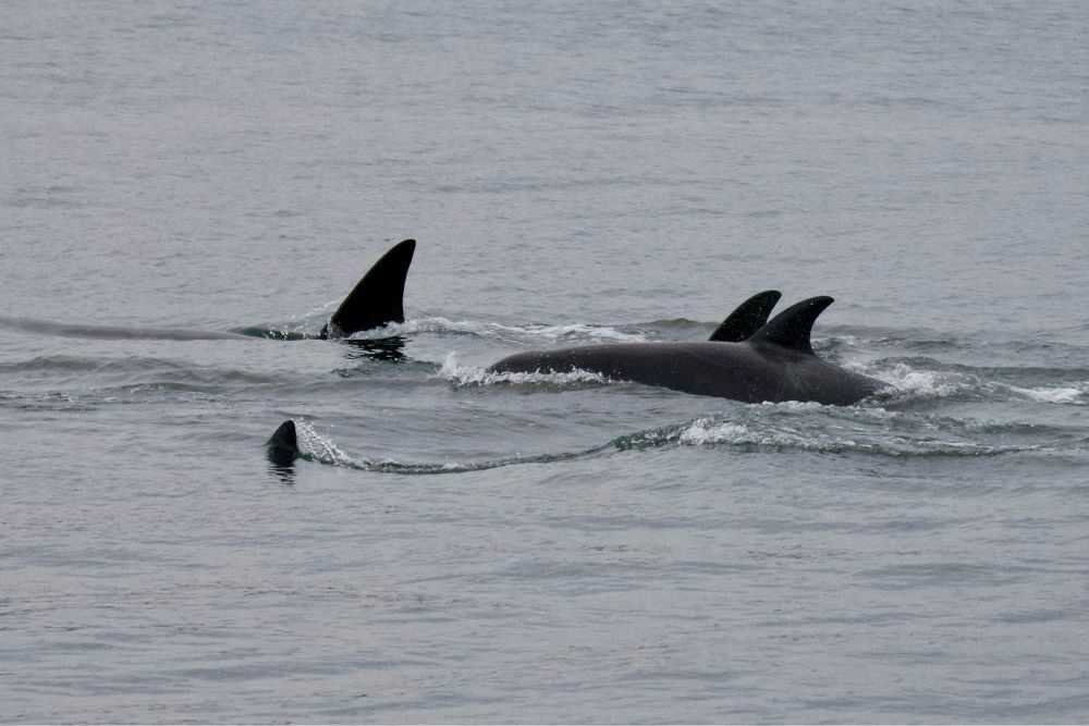 4 killer whales swimming together