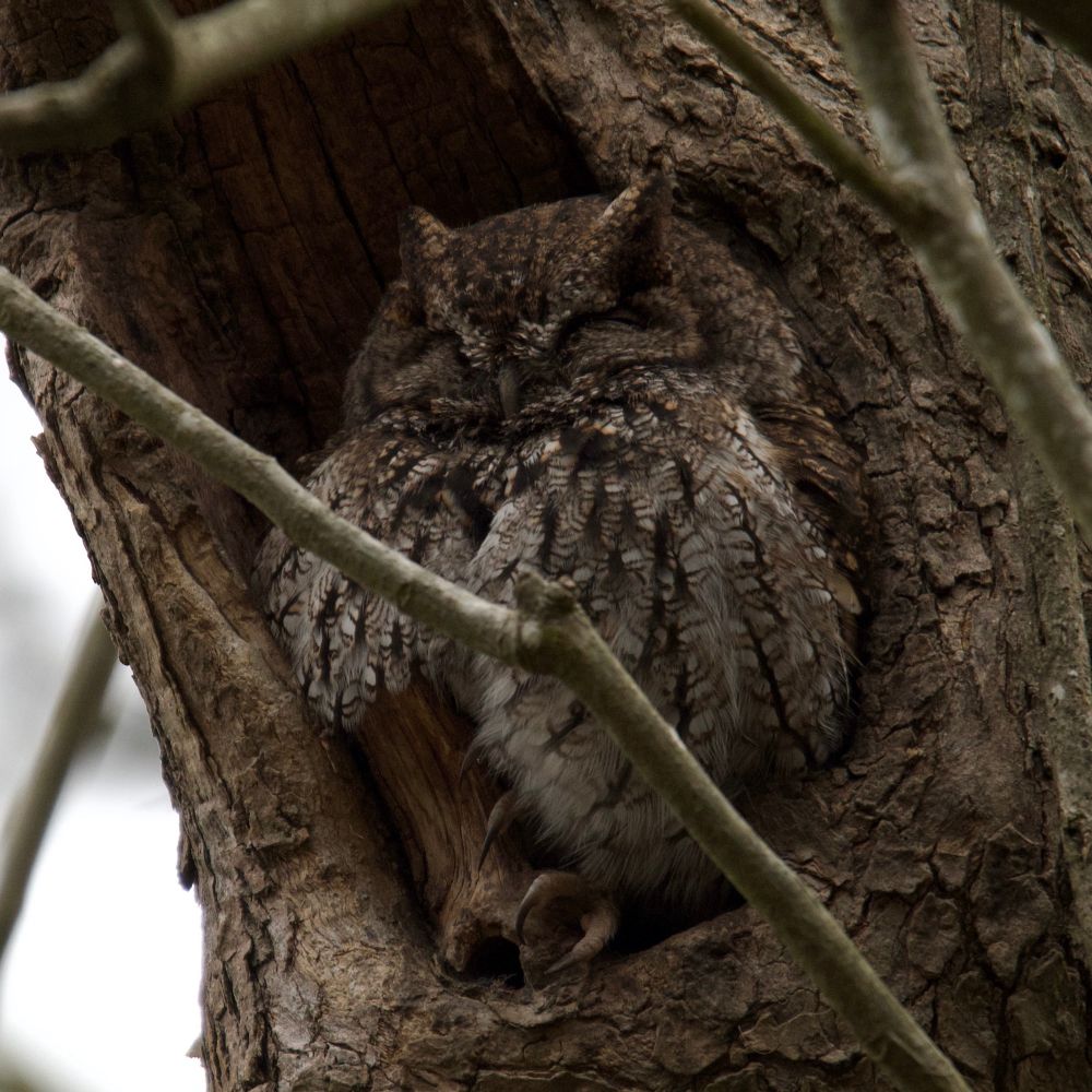 A small western screech owl sleeping in a tree hole