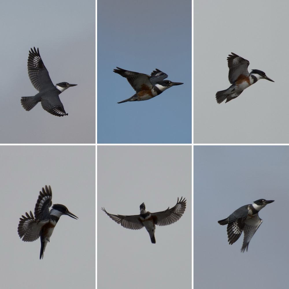 6 photos of a belted kingfisher in flight