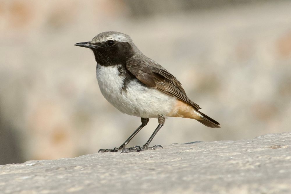 Kurdish Wheatear.