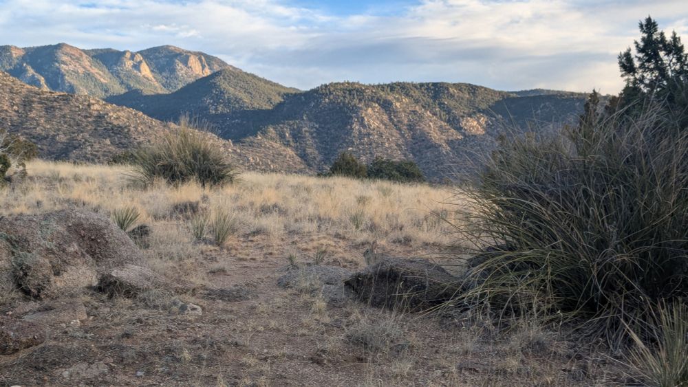 A bunny hiding in Albuquerque 