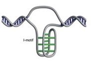 I-Mofits ou DNA de Motivo I