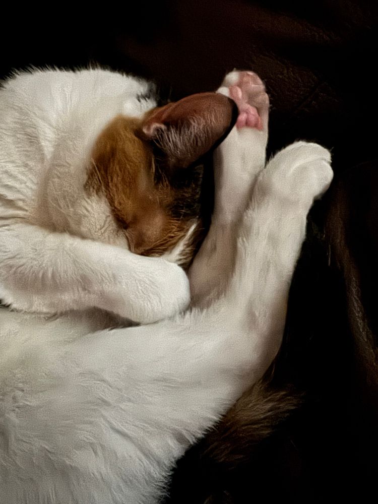 A calico cat lies curled up in a cute lil pike position. Degree of difficulty: .2