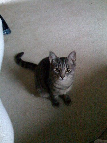 A photo of a young gray tabby with green eyes looking up at the camera. 