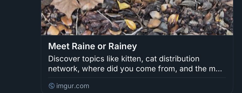 A link thumbnail with text reading: Meet Raine or Rainey
Discover topics like kitten, cat distribution network, where did you come from, and the m...
imgur.com