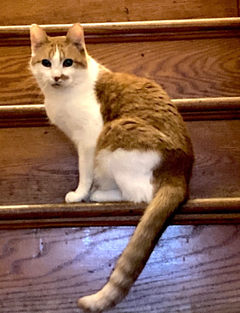 an orange and white cat on the stairs