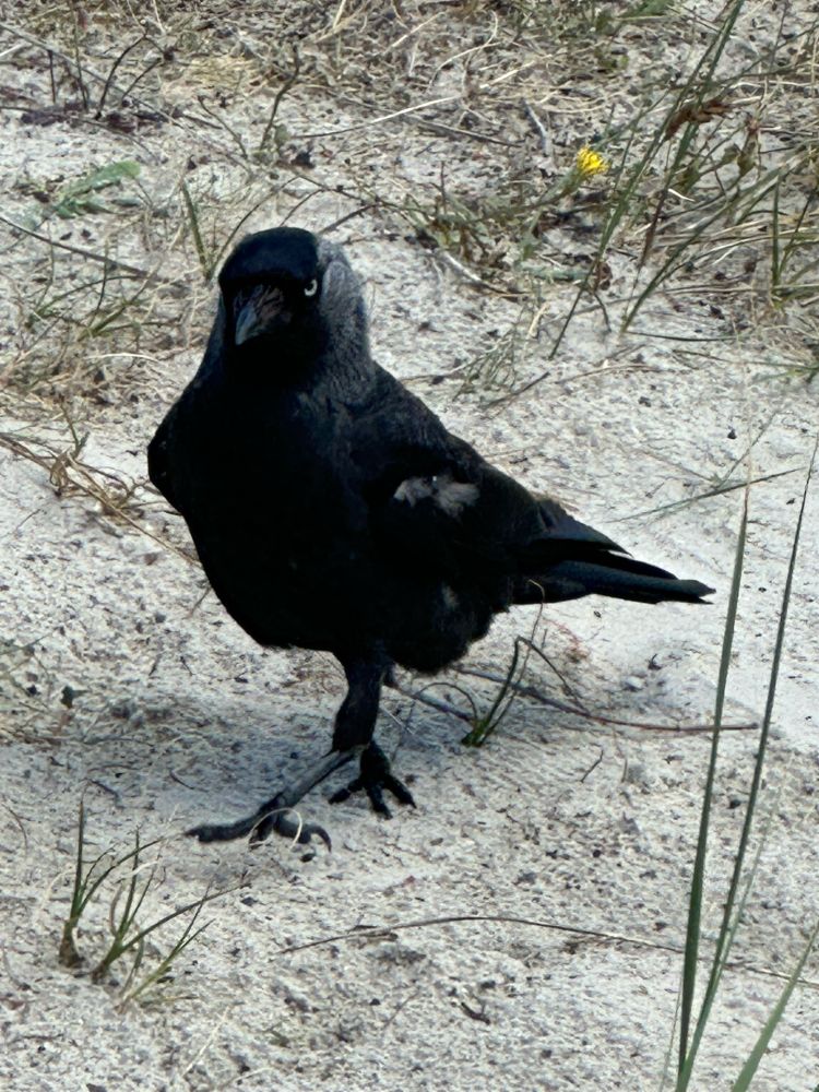 A crow walking on a sandy beach looking at the camera.