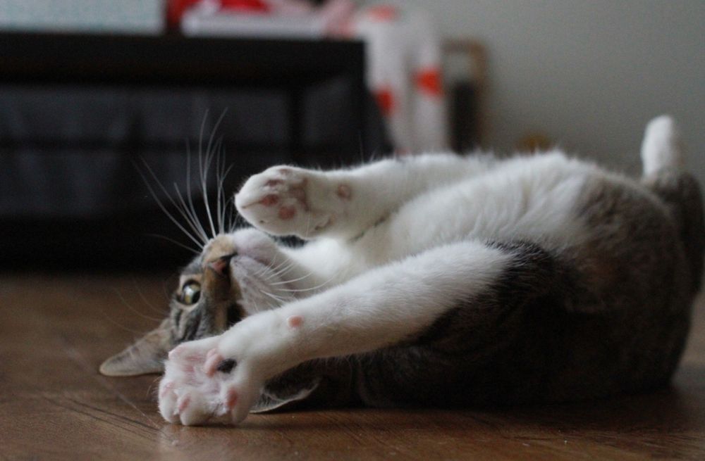 My cat Jedi!!!