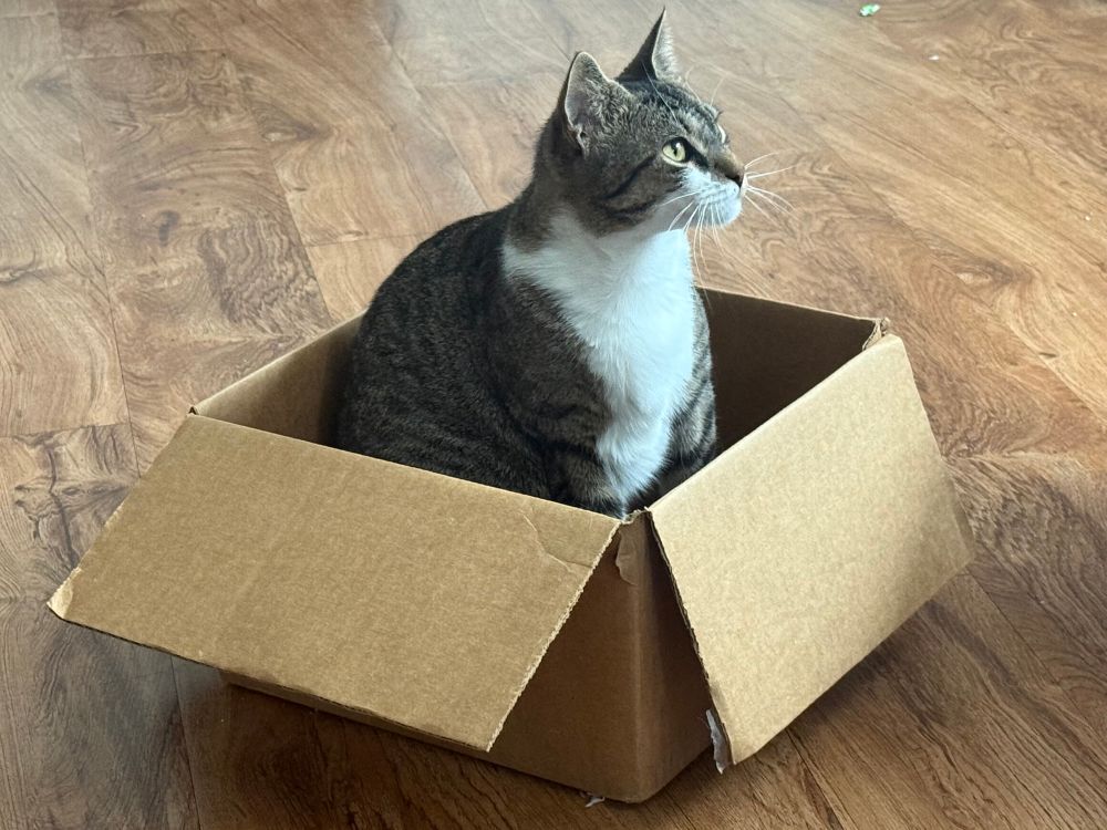 Cat in box