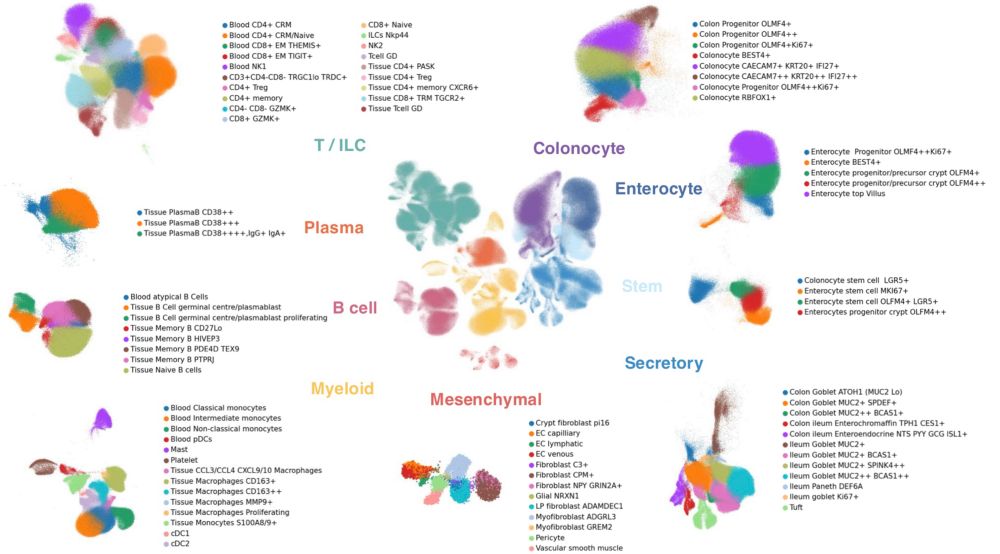UMAP of the 9 populations and 86 cell types identified after quality control and clustering