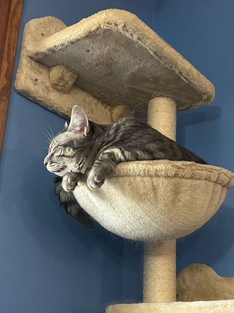Ember, a small grey tabby cat, sleeps while lounging in a taupe wall-mounted piece of cat furniture that resembles a frying pan. 
Her face is pointed toward an unseen window, and the sunlight is hitting her face and front paws. Her tail is also visible but the rest of her is tucked into the fabric seat. 