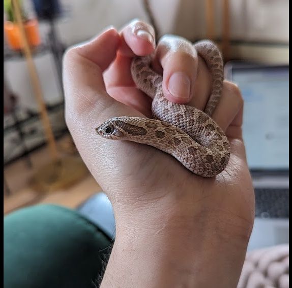 a hognose snake held in a hand