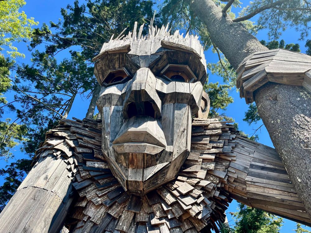 Roskva holds her mighty white pine. Somewhere special in the Maine woods.  