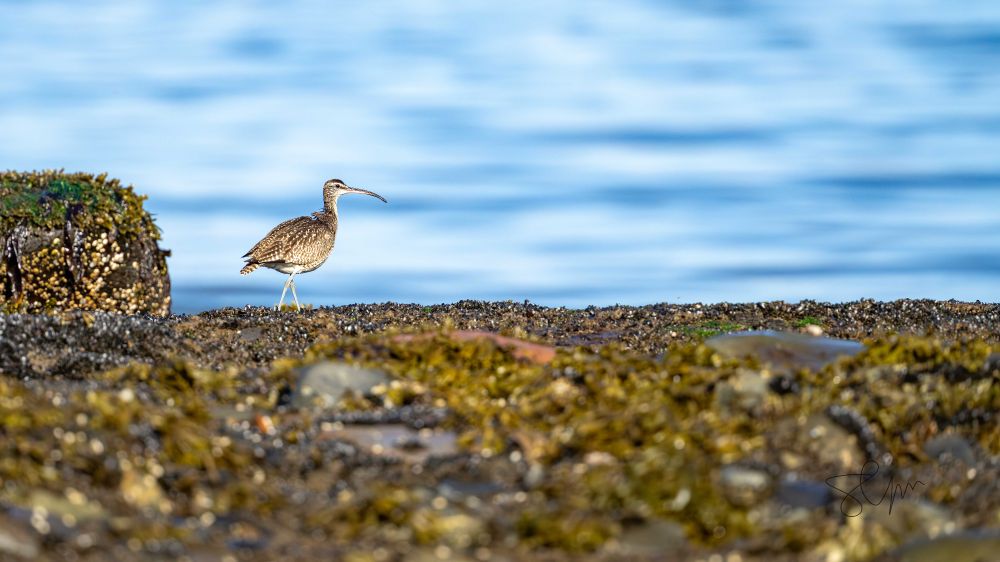 Courlis corlieu, Gaspésie ©Sylvain Langlois 