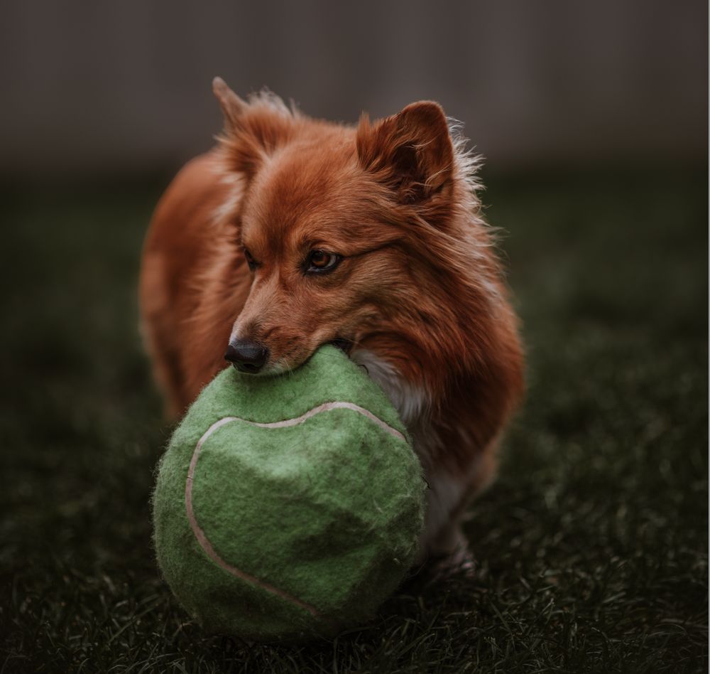 An orange corgi stands in the grass holding a deflated ball which looks like, at one time, it was as big as her. 
