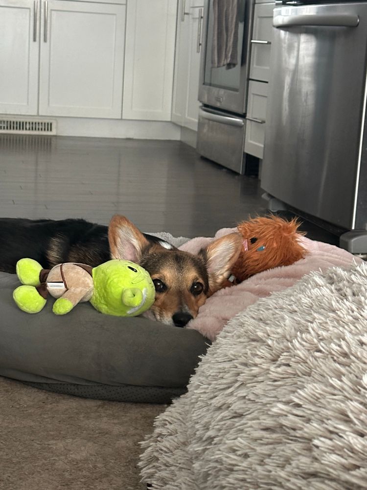 A black and brown corgi lays in a grey dog bed. Also in the dog bed are a pink fluffy blanket, a Yoda stuffy toy, and a Chewbacca stuffy toy. 

From the dog’s expression, one might think the dog was about to have a nap in his very safe place. 

In the background, parts of a kitchen sneak through the image.  