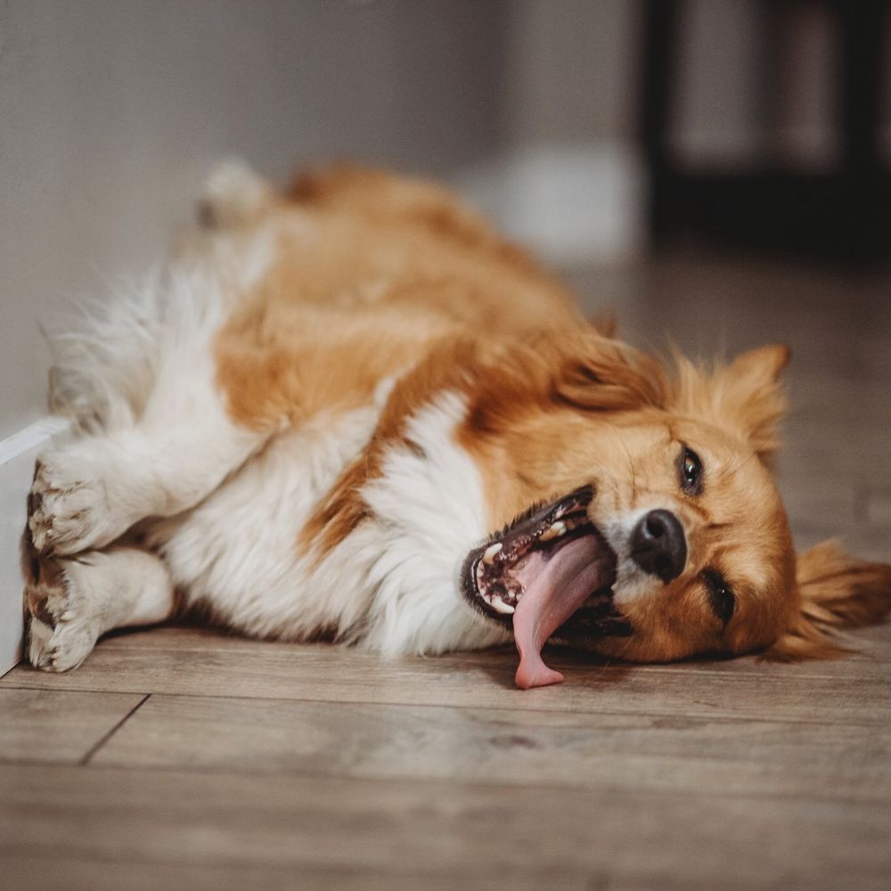 An orange corgi dog with a white belly lays on her side. Her feet are against a wall. Her mouth is wide open in a big goofy happy yawn while her tongue is draped to the side in a pose that says “I am a lazy happy dog.”