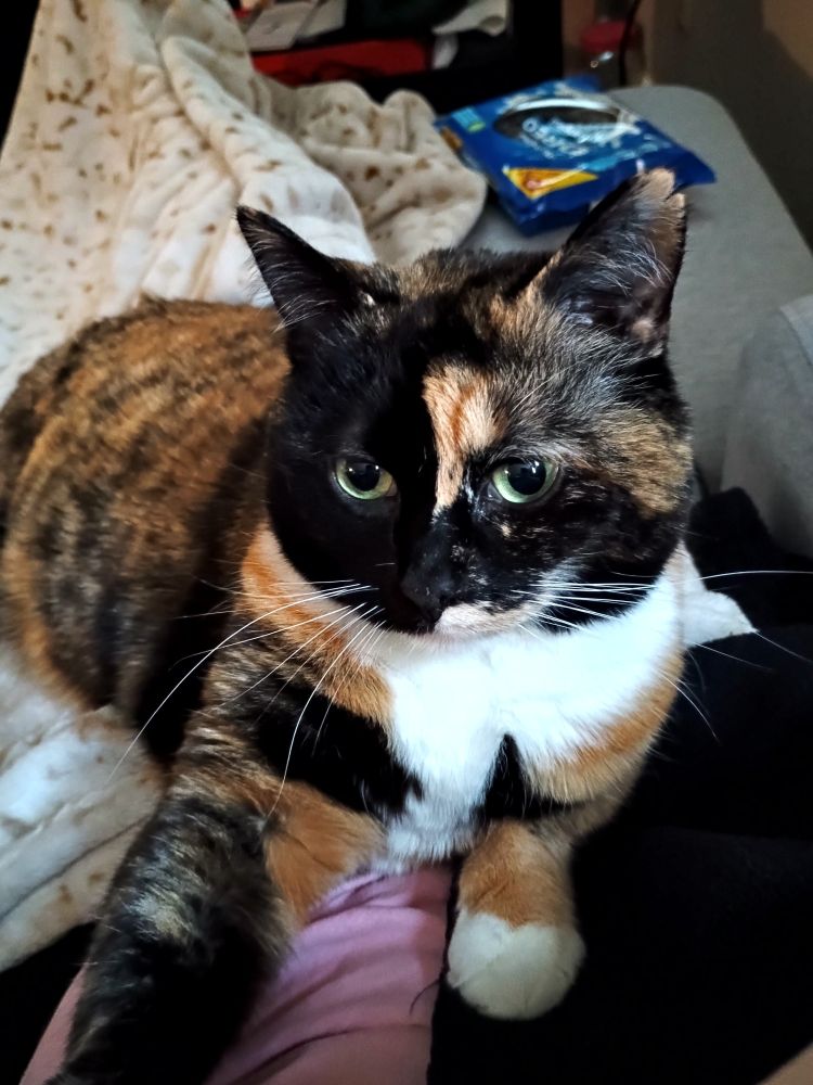 A calico cat laying down and looking near the camera. One paw is extended forward.
