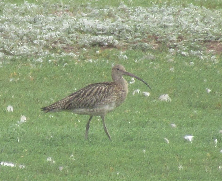 A Eurasian Curlew strides across a grassy field covered in feathery bird down. This large wader has long legs, a long downcurved bill, and is brown with tan streaks across its back and wings.