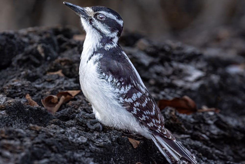 Black n white small bird has her back facing the camera n she is looking up sideways which lets you see her full side of the head, body and tail. She’s sitting on the fallen tree trunk which is dark brown with some snow. 