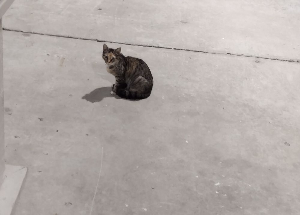 Cat waiting for food