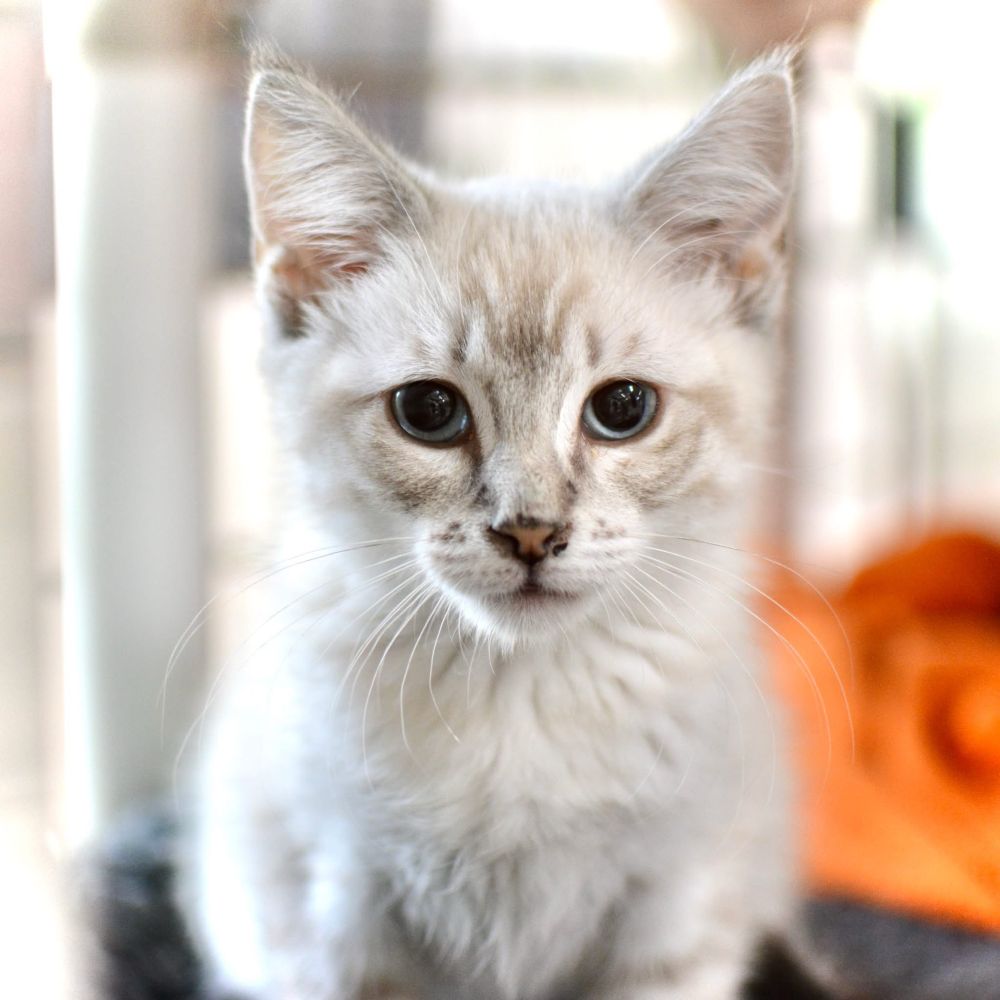 Short haired color point kitten with blue eyes considers how to next make trouble 