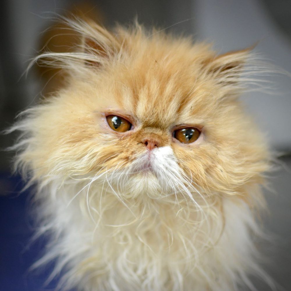 Orange and white Persian with golden eyes is having a very bad hair day