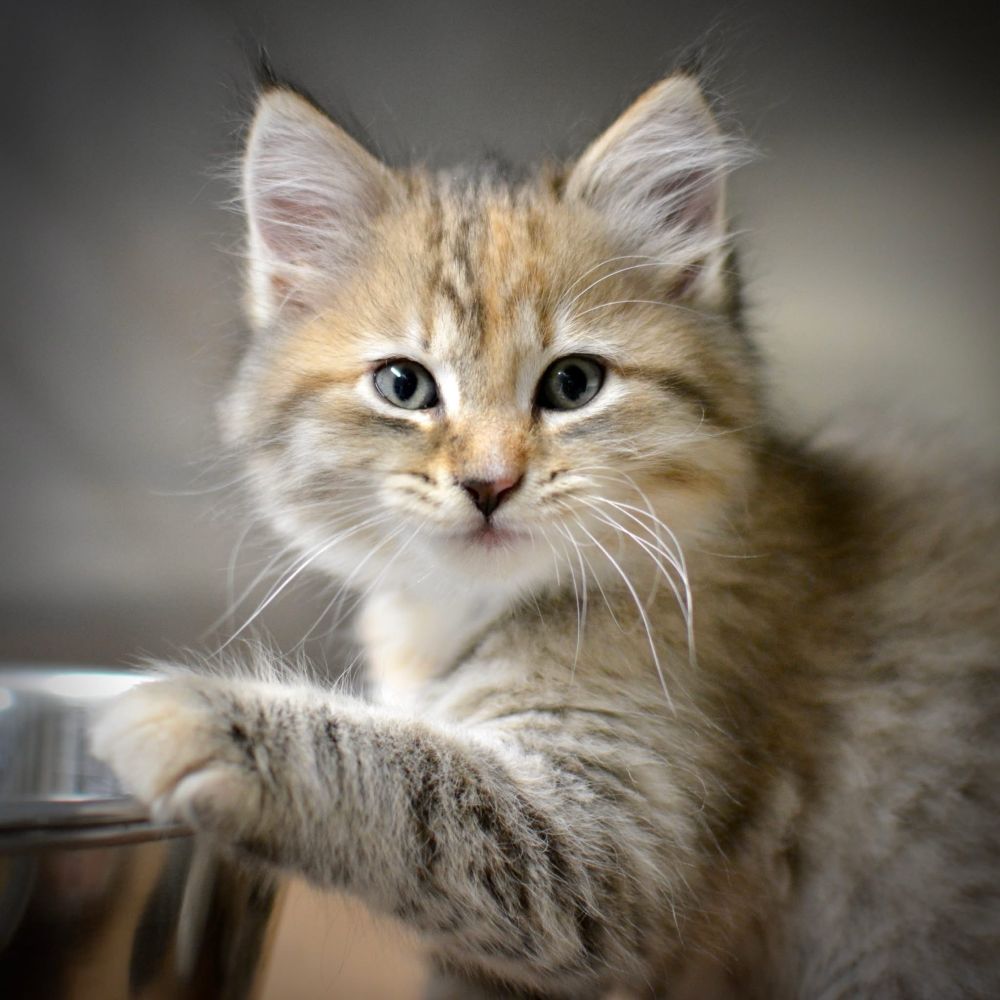 Stunning short hair dilute brown tabby is preparing to dump over a water dish in your honor