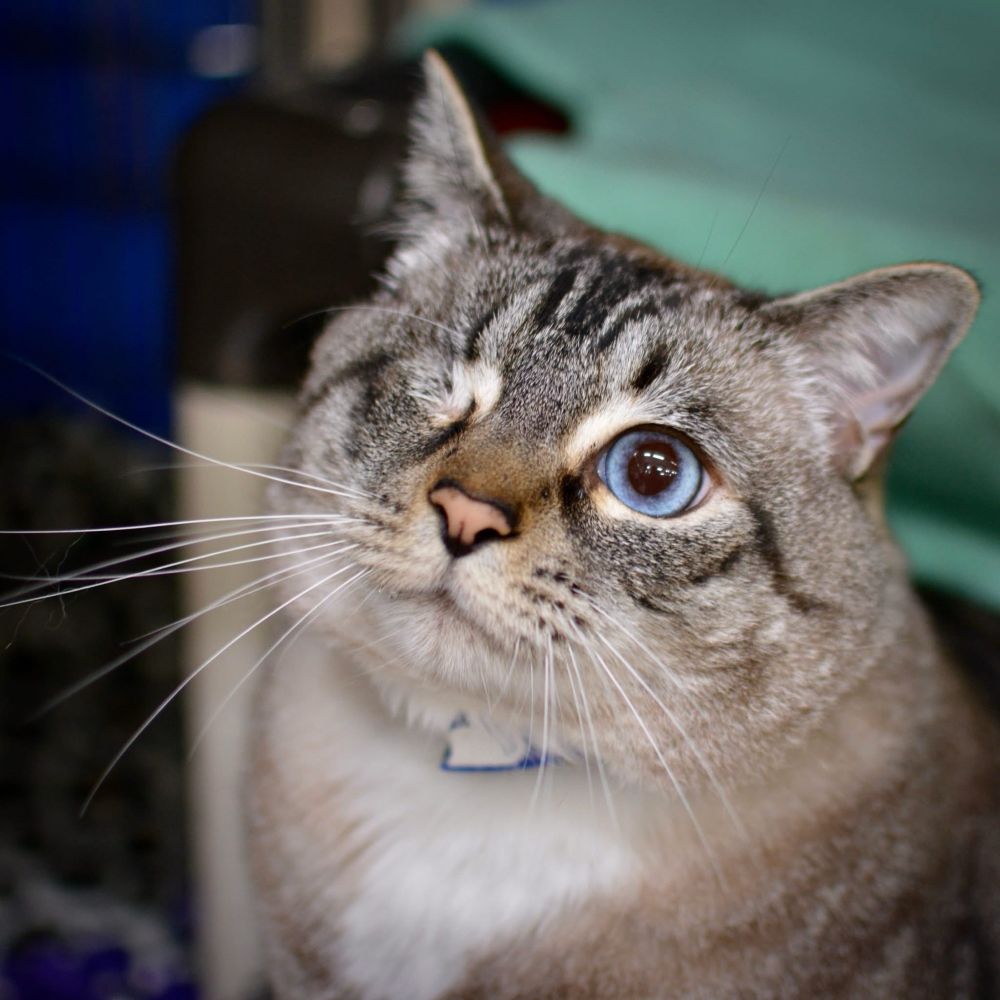 Tabby/Siamese mix chonky cat with one spectacular blue eye is the best boy!