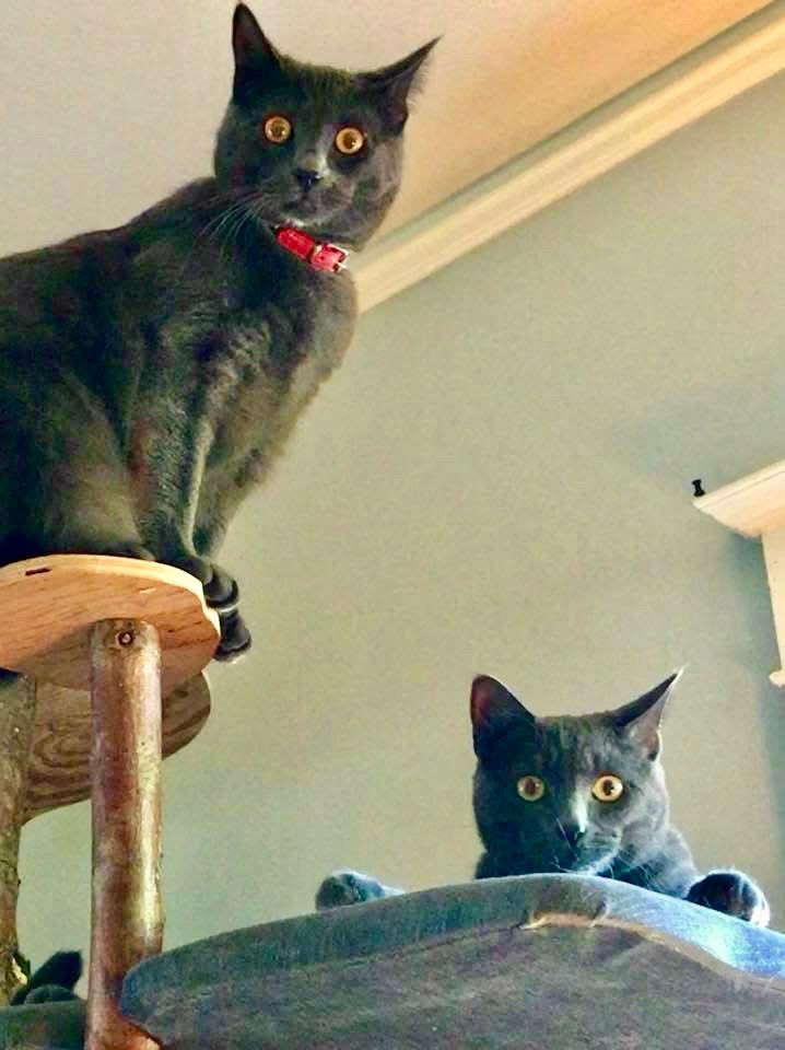 Two Russian blue cats on various perches of a cat tree gaze at their photographer with wide eyed shock